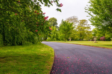 Fototapeta na wymiar Scenic spring landscape with the flowers and petals on the road in a neighborhood of Newport, Rhode Island