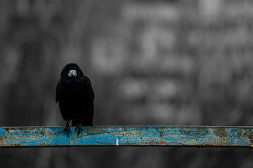Black raven sit on the metal bar and look at photographer.