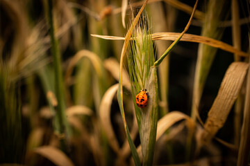 A small beetle sits on a green spikelet.