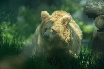 Obraz premium Big bear travel thru the grass and look for food. Cute closeup in zoo park.
