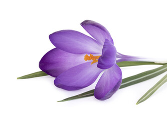 	
Crocus violets	
