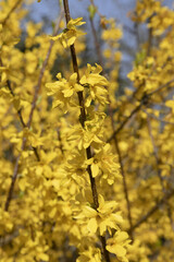 Forsythia	