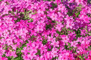 Obraz premium Red flowers on the flowerbed.