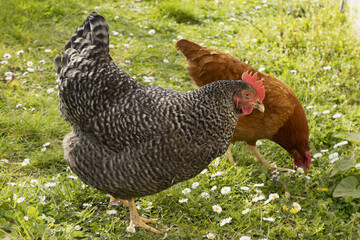 Poules pondeuses rousse et race Coucou
