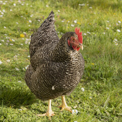 Poules de race Coucou	