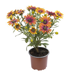 Dimorphotheca en pot