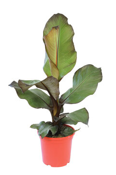 Bananier en pot	