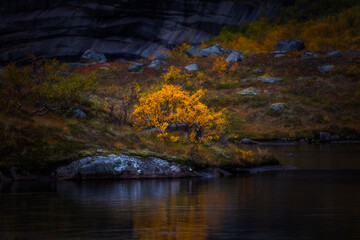 autumn in the forest