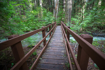 Fototapeta premium Bridge in forest