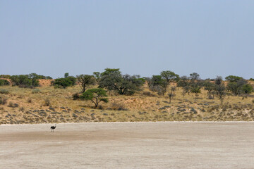 Fototapeta na wymiar Ostrich on a salt pan in the Kgalagadi