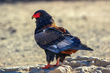 Adult Bateleur Eagle, Kgalagadi