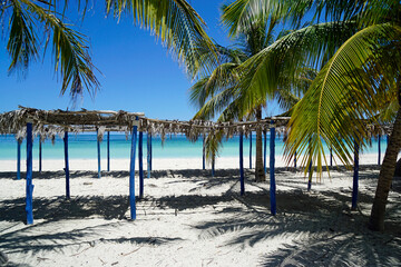 palm trees on a tropical island