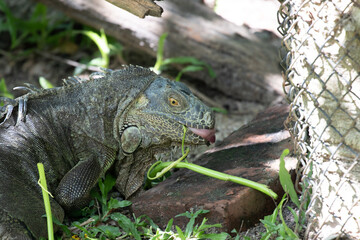 Green Iguana is resting on the Green Yard