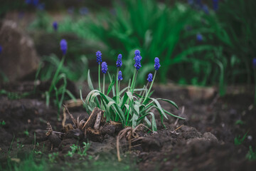 Blue flower muscari flower or a mouse hyacinth