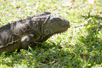 Green Iguana is resting on the Green Yard