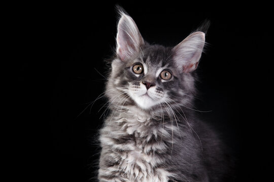 Maine Coon Kitten on a black background. cat portrait in photo studio