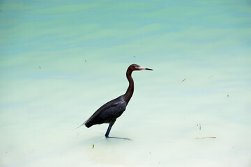 tri colored heron in the tropical sea