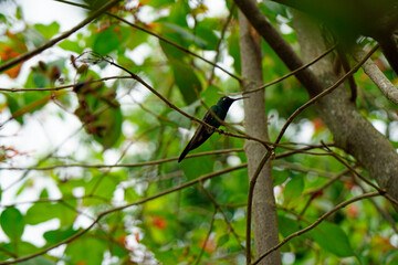 small humming bird