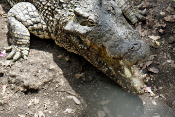 crocodiles in zapata nationalpark