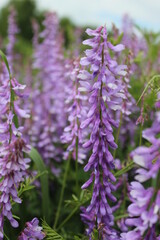 lavender color flower