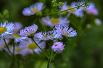 blue flowers in the garden