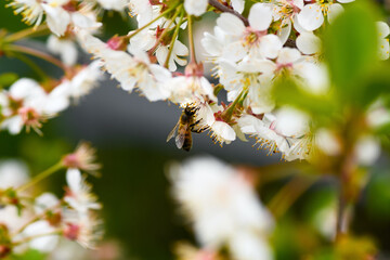 Bee and flower. Close-up of a striped bee collecting pollen on a cherry blossom. Summer and spring backgrounds