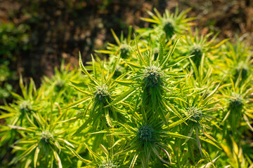 cannabis outdoor plant