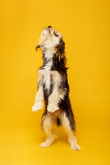 Energetic furry puppy standing looking up on yellow background