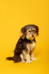 Studio portrait of an adorable furry puppy on yellow background.