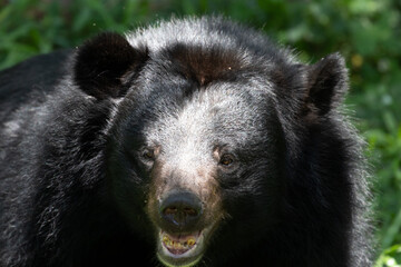 Obraz na płótnie Canvas Close up Asiatic Black Bear