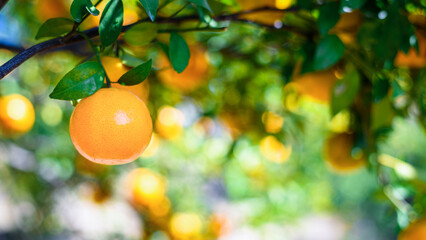 ripe fresh oranges hanging on tree in orange orchard