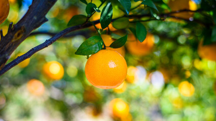 ripe fresh oranges hanging on tree in orange orchard
