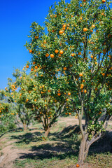 Fototapeta na wymiar ripe fresh oranges hanging on tree in orange orchard