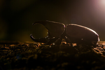Rhinoceros Stag Beetle in nature background