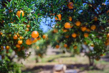 ripe fresh oranges hanging on tree in orange orchard