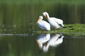 Obraz premium Beautiful American white pelicans by the water.