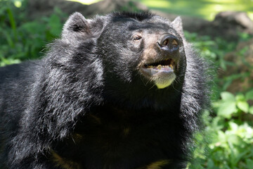 Close up Asiatic Black Bear