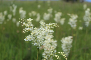 white flowers in the meadow