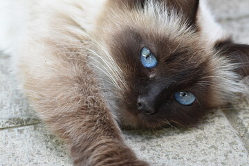 Fototapeta premium close up of a cat