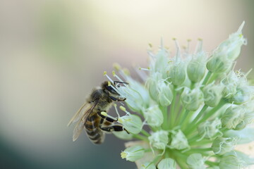bee on a flower