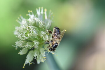 fly on a flower
