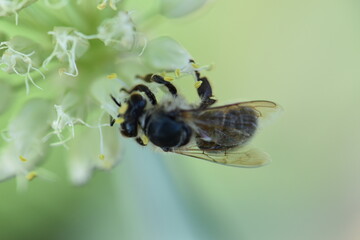 bee collects pollen