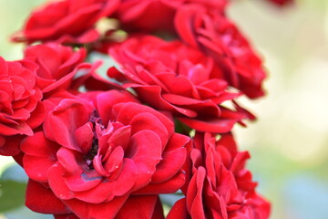 Naklejka premium red and white roses