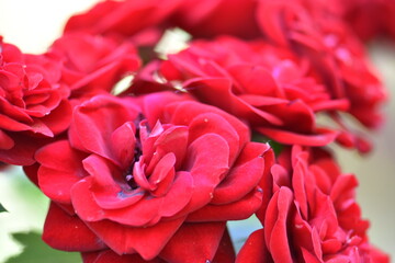 close up of red rose