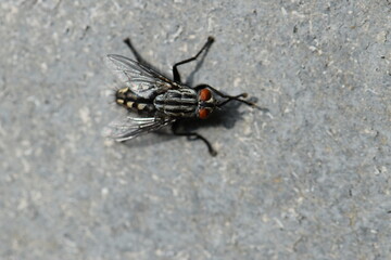 fly
