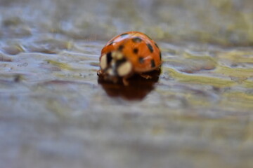 ladybug on your finger
