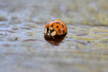 ladybug on your finger