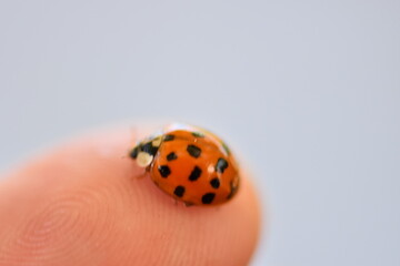 ladybug on your finger