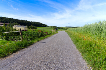 Obraz premium Gravel country road with garden and spelt field on a sunny summer day near village Forch, Canton Zürich. Photo taken June 8th, 2022, Forch, Switzerland.