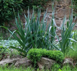 Perennial leek, lat. Allium ampeloprasum in organic farm. Vegetable bed is surrounded by stones with herbs. Blackberry bush at the stone wall.
